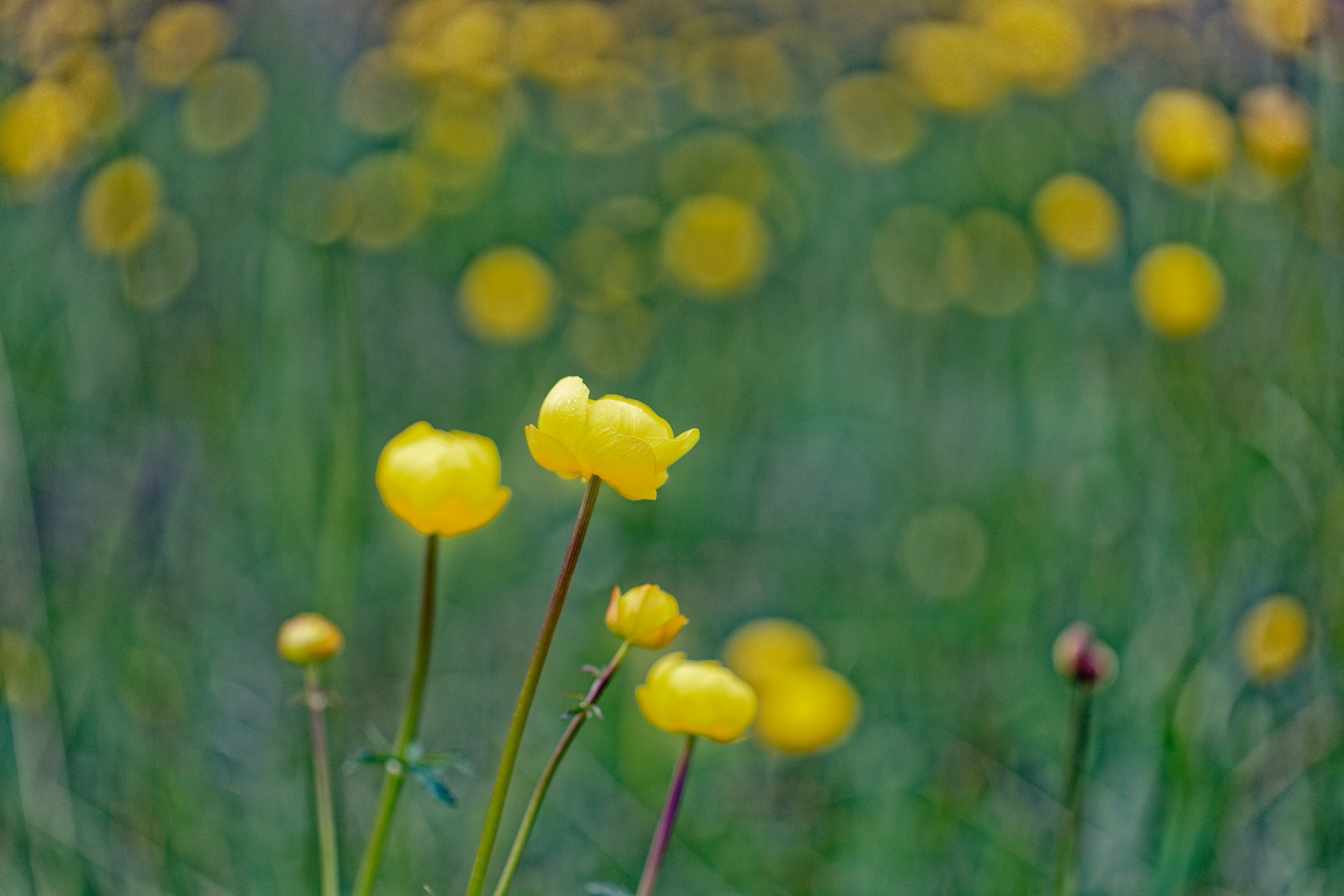 Trollblumenwiese (Trollius europaeus)