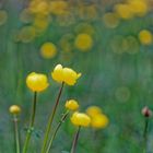 Trollblumenwiese (Trollius europaeus)