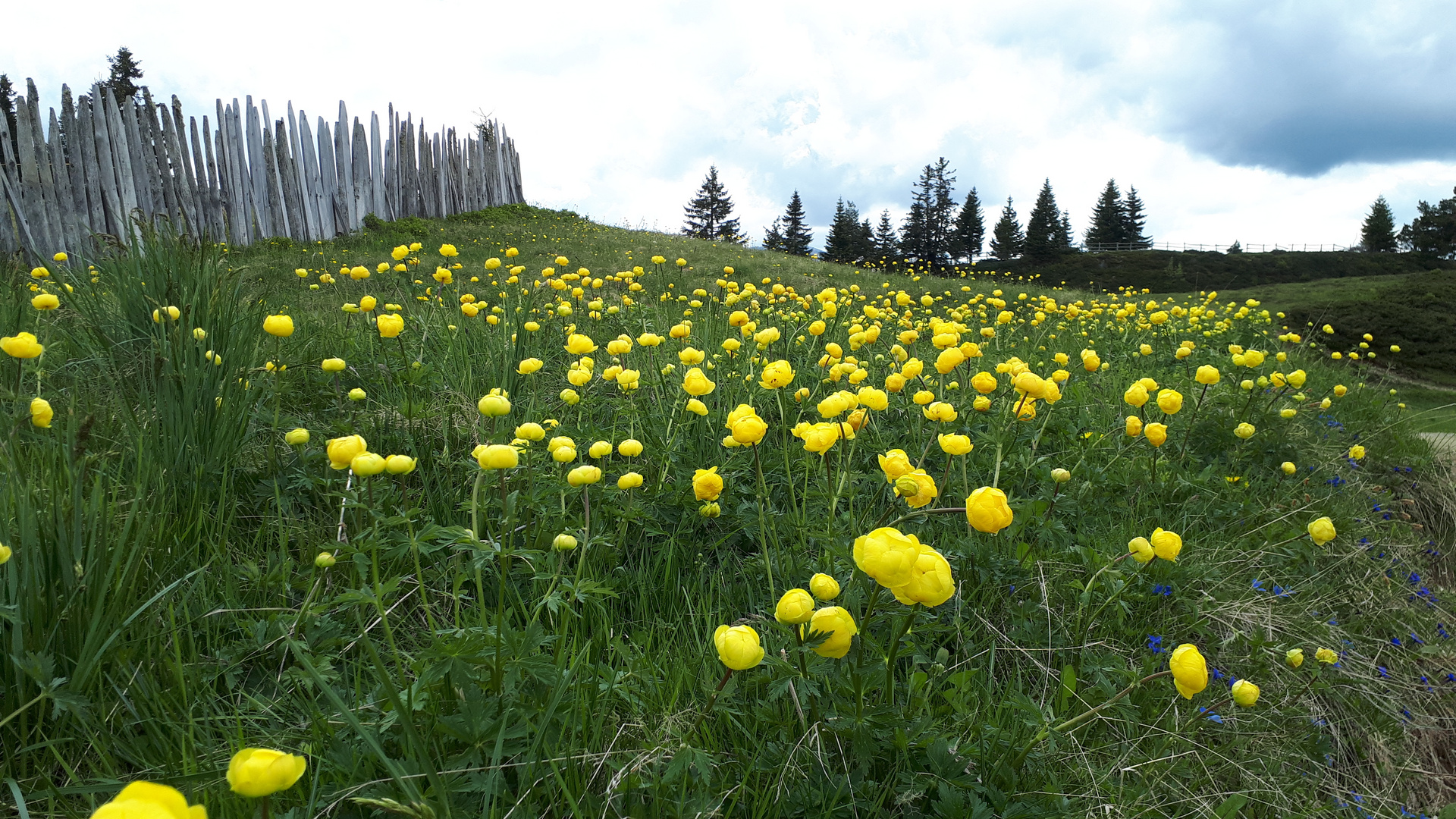 Trolle auf der Rodeneck-Alm