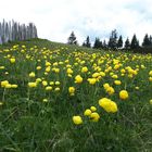 Trolle auf der Rodeneck-Alm