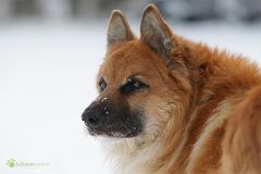 Trolleken genießt den Schnee