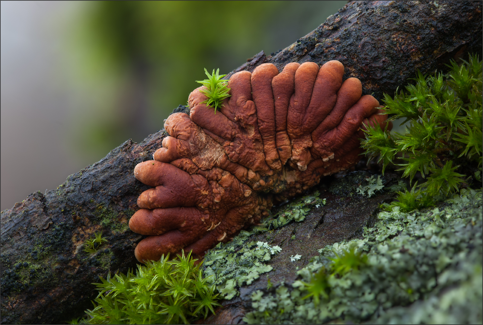 Trollhand (Hypocreopsis lichenoides)