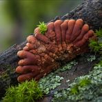 Trollhand (Hypocreopsis lichenoides)