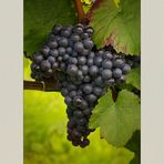 Trollinger - Grapes from the Neckar-Valley...