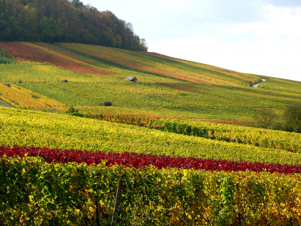 Trollinger, Lemberger, Schwarzriesling, Kerner und Co.