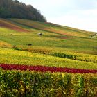 Trollinger, Lemberger, Schwarzriesling, Kerner und Co.