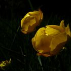 Trollius