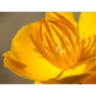 ***Trollius***