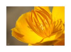 ***Trollius***