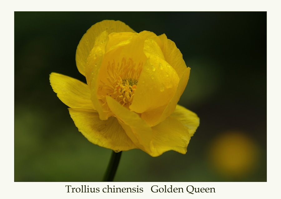 Trollius chinensis...