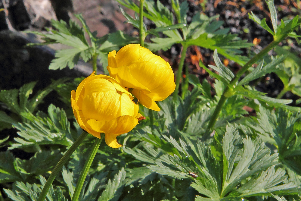 Trollius europ.