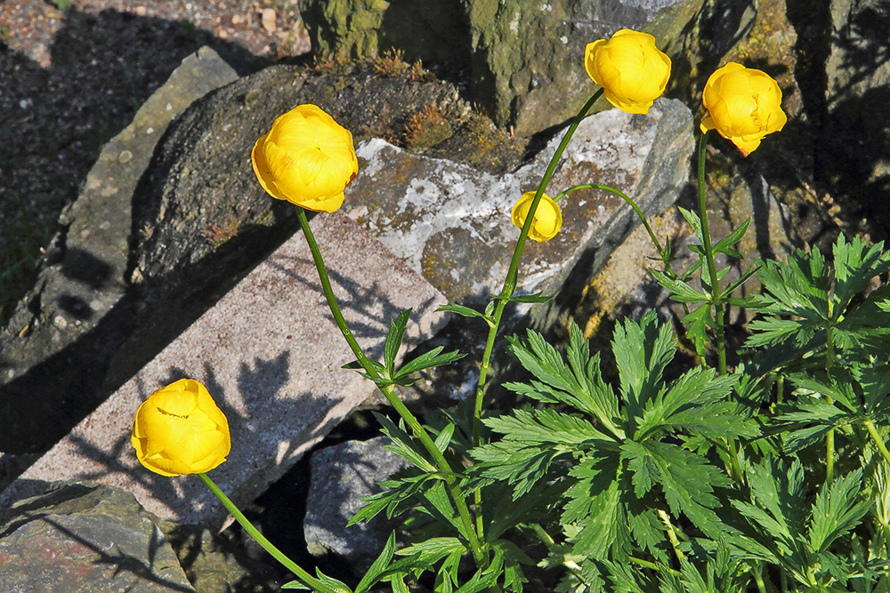 Trollius europaeus