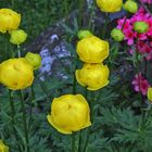 Trollius europaeus