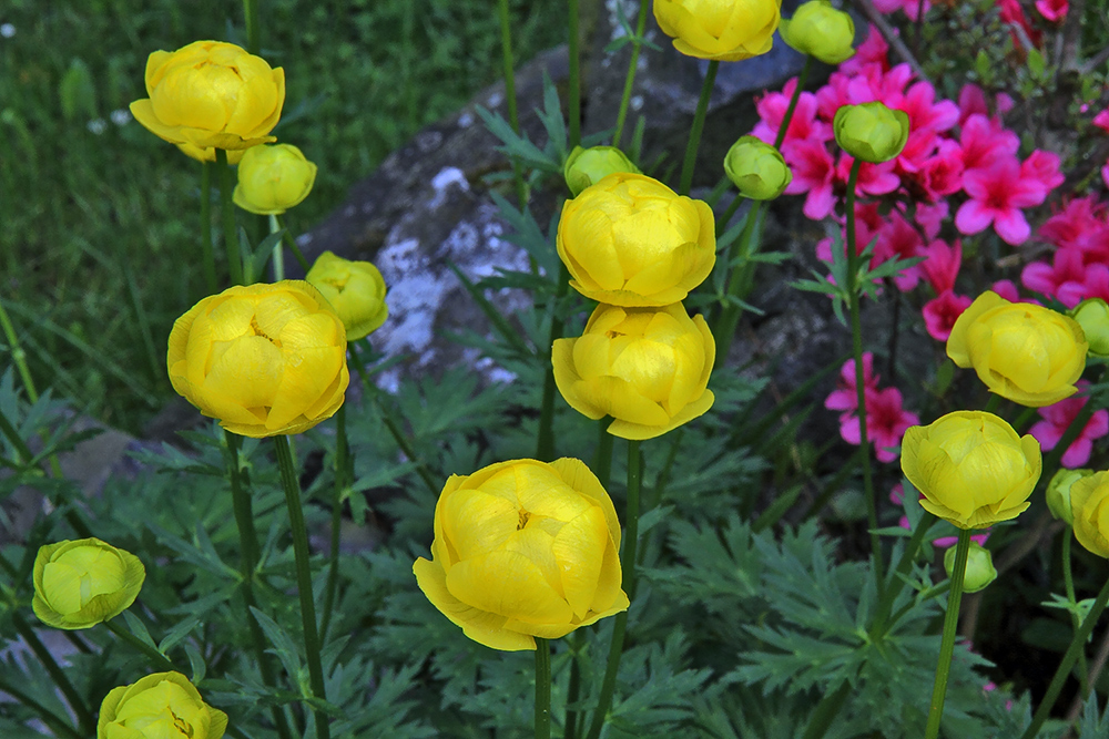 Trollius europaeus