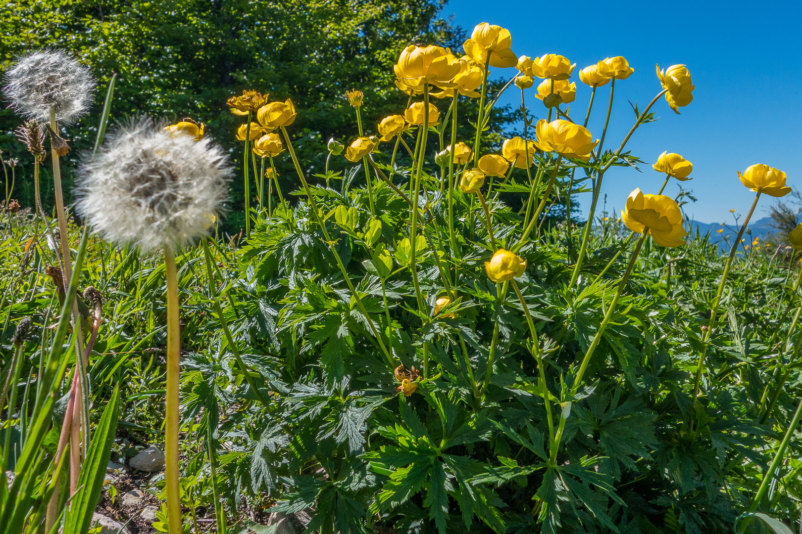 Trollius europaeus Foto & Bild pflanzen, pilze & flechten