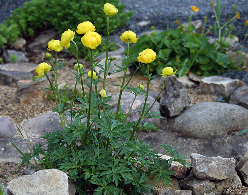 Trollius europaeus - Trollblume