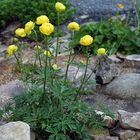 Trollius europaeus - Trollblume