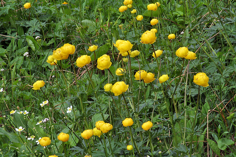 Trollius europaeus - Trollblume in der Vallepp in 1100 Metern