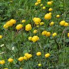 Trollius europaeus - Trollblume in der Vallepp in 1100 Metern