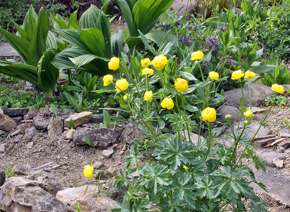 Trollius europaeus - Trollblume und eine gut funktionierte Tiefenschärfe, denn...