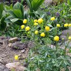 Trollius europaeus - Trollblume und eine gut funktionierte Tiefenschärfe, denn...