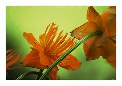 Trollius im Herbst / Trollius in autumn