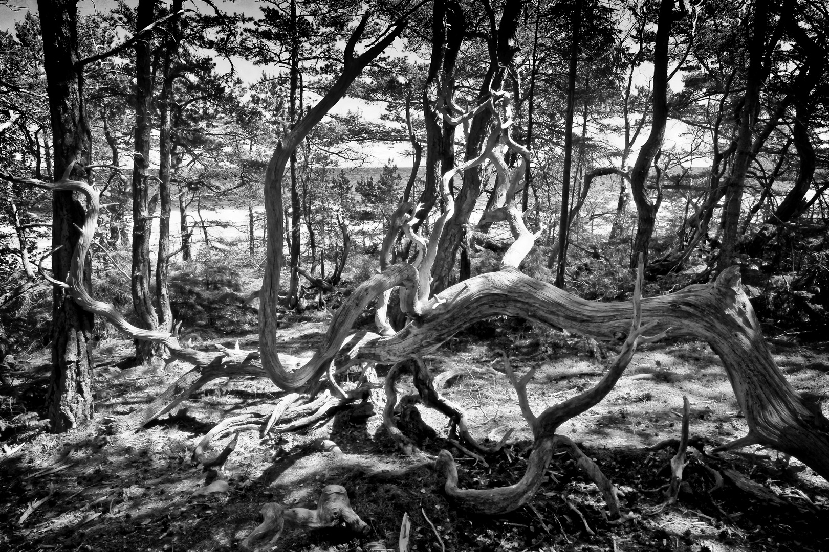 Trollskogen wood structures BW