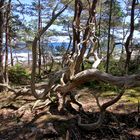 Trollskogen wood structures