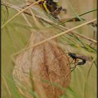 Tromatobia ornata, die "Wespenspinnen-Schlupfwespe"