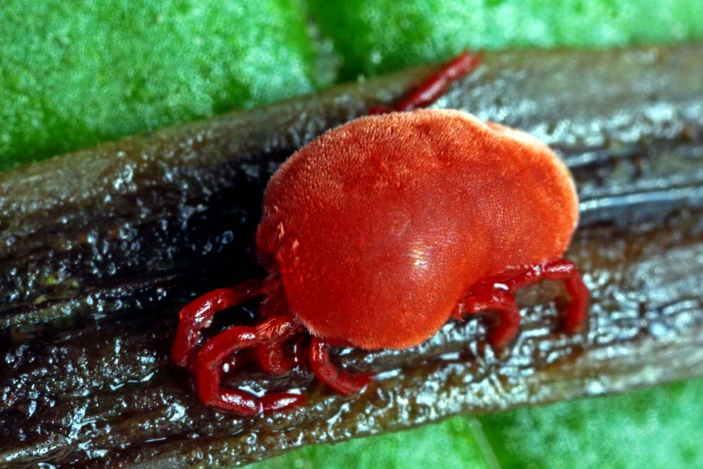 Trombidium holosericeum