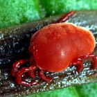 Trombidium holosericeum