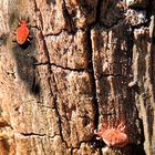 Trombidium holosericeum (trombidion soyeux)