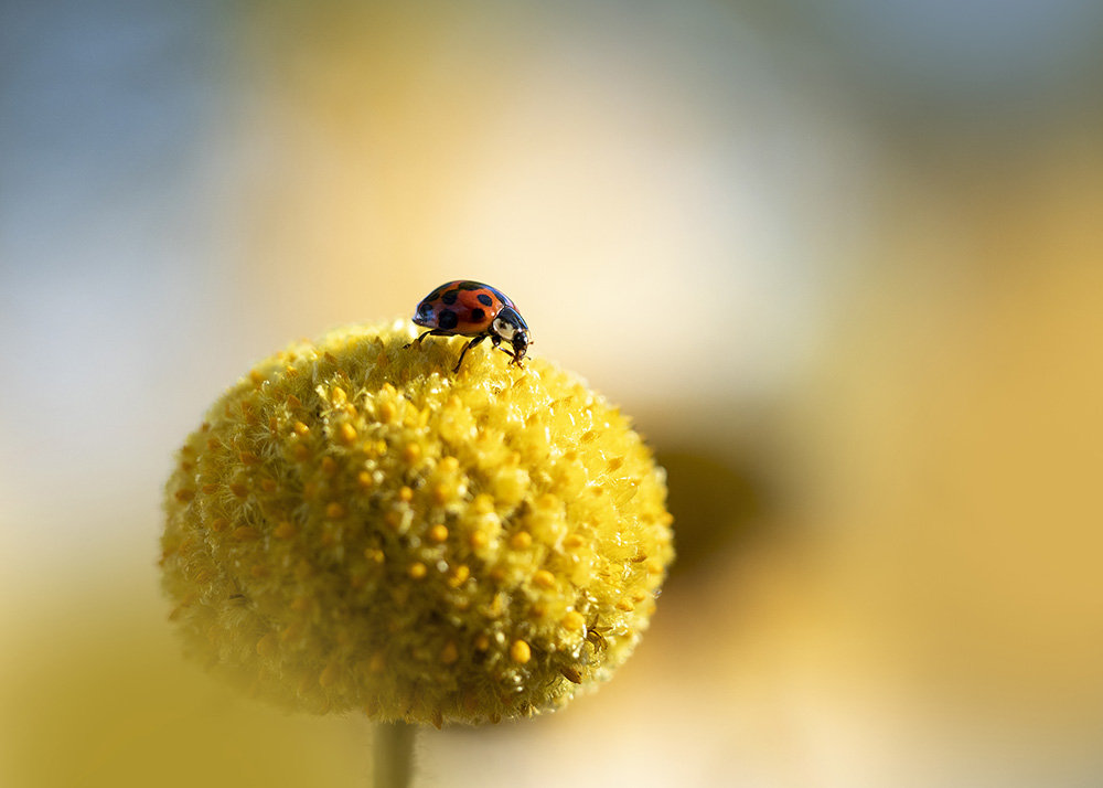 Trommelstöckchen mit Besucher