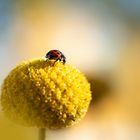 Trommelstöckchen mit Besucher