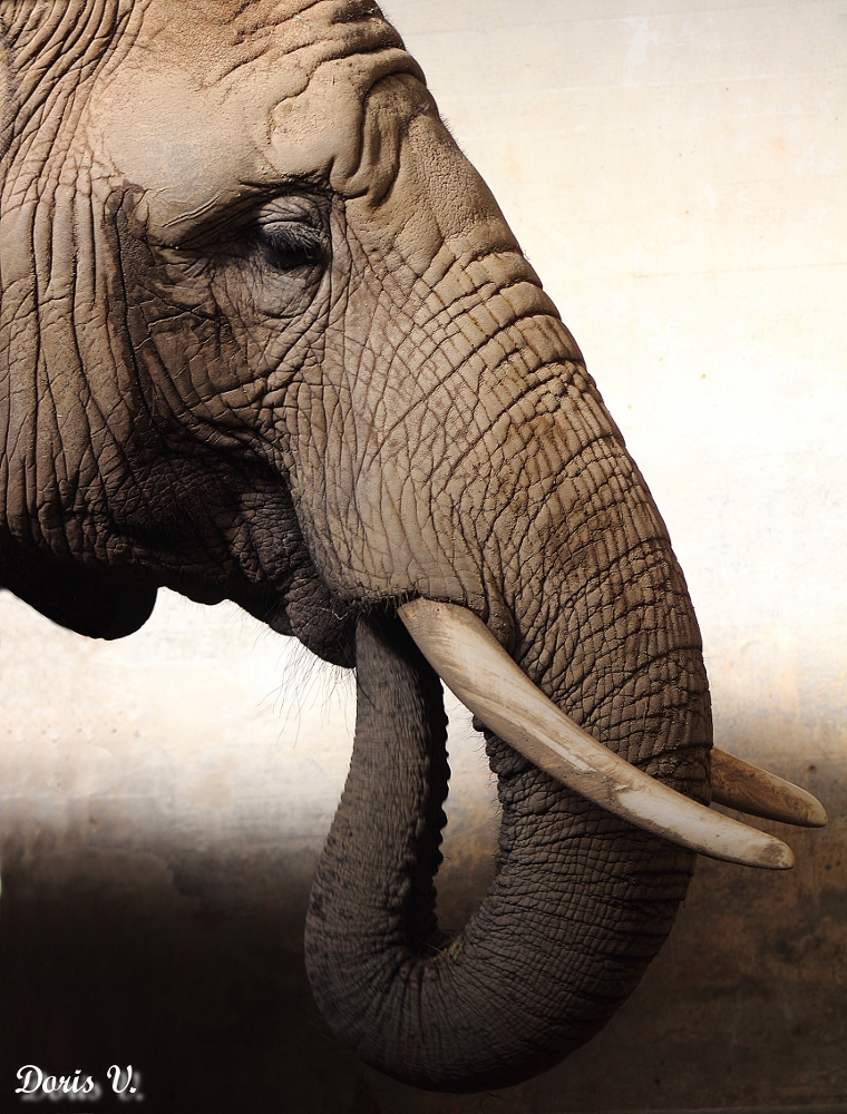 Trompe L Oeil Photo Et Image Animaux Zoo Et Animaux En Captivite Animaux En Captivite Images Fotocommunity