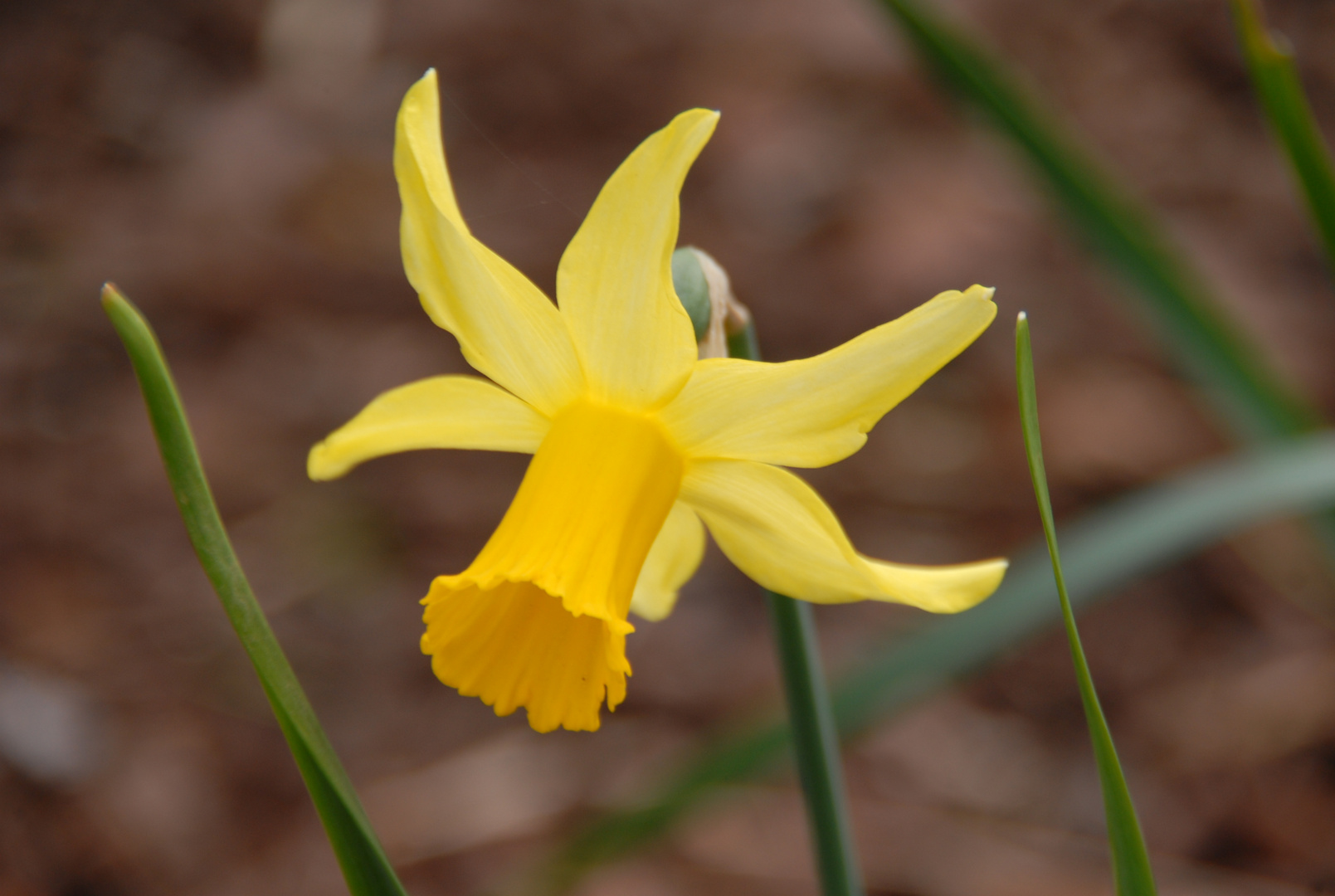 Trompeta, anunciando la Primavera.