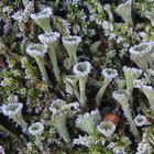 Trompeten-Becherflechte (Cladonia fimbriata) nach dem ersten Nachtfrost