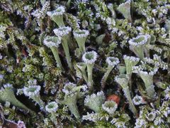 Trompeten-Becherflechte (Cladonia fimbriata) nach dem ersten Nachtfrost