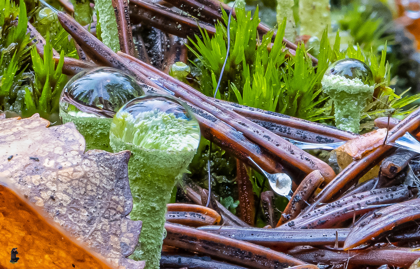 Trompeten-Becherflechten mit Wassertropfen