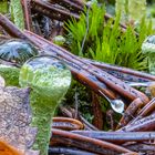 Trompeten-Becherflechten mit Wassertropfen