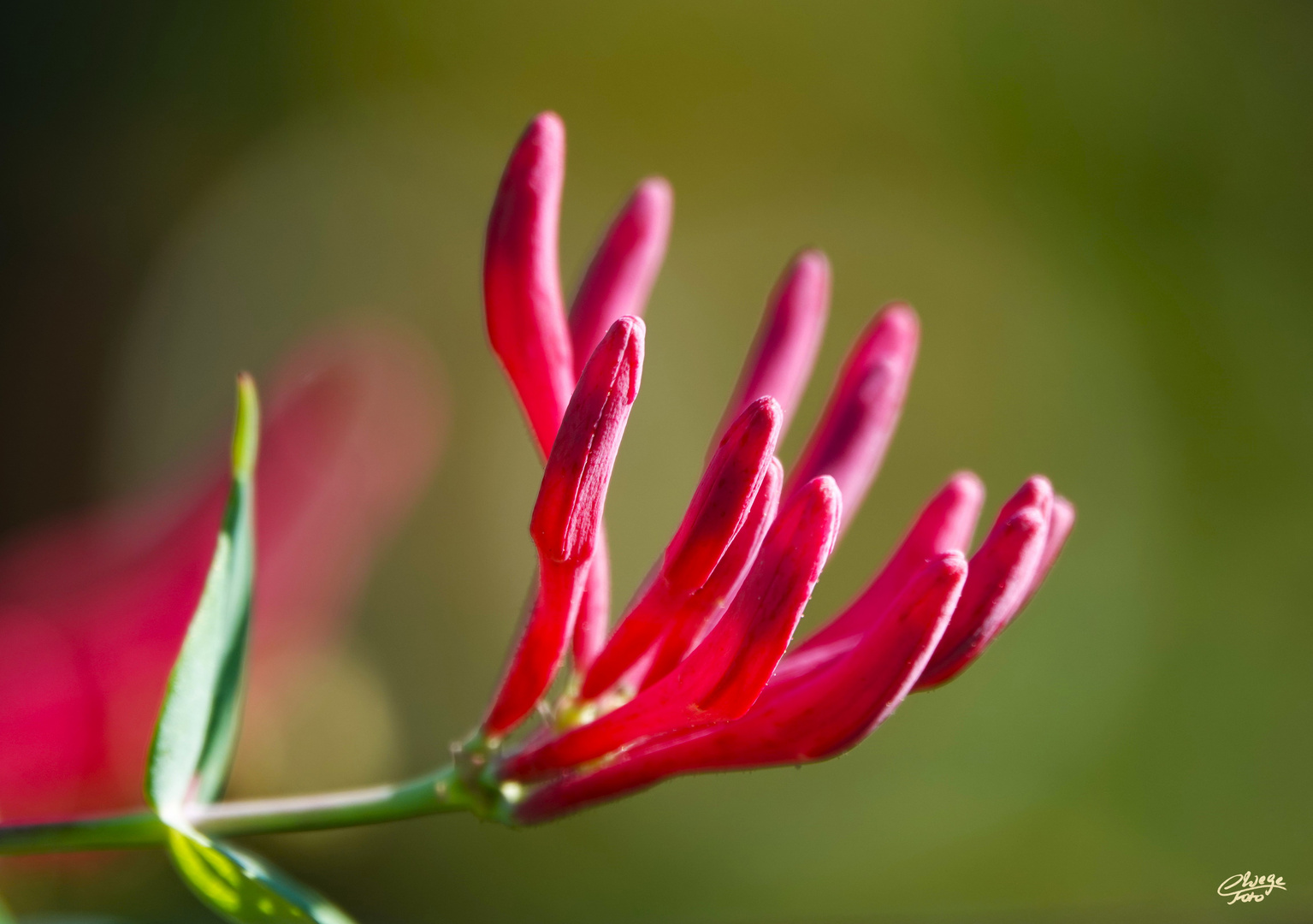 Trompeten-Geißblatt (Lonicera sempervirens)