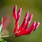 Trompeten-Geißblatt (Lonicera sempervirens)