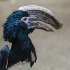 Trompeten-Hornvogel