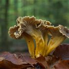 Trompeten-Pfifferling (Cantharellus tubaeformis)