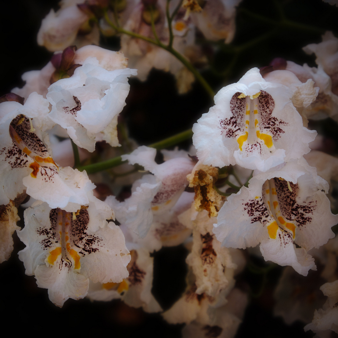 Trompetenbaum, Blüte