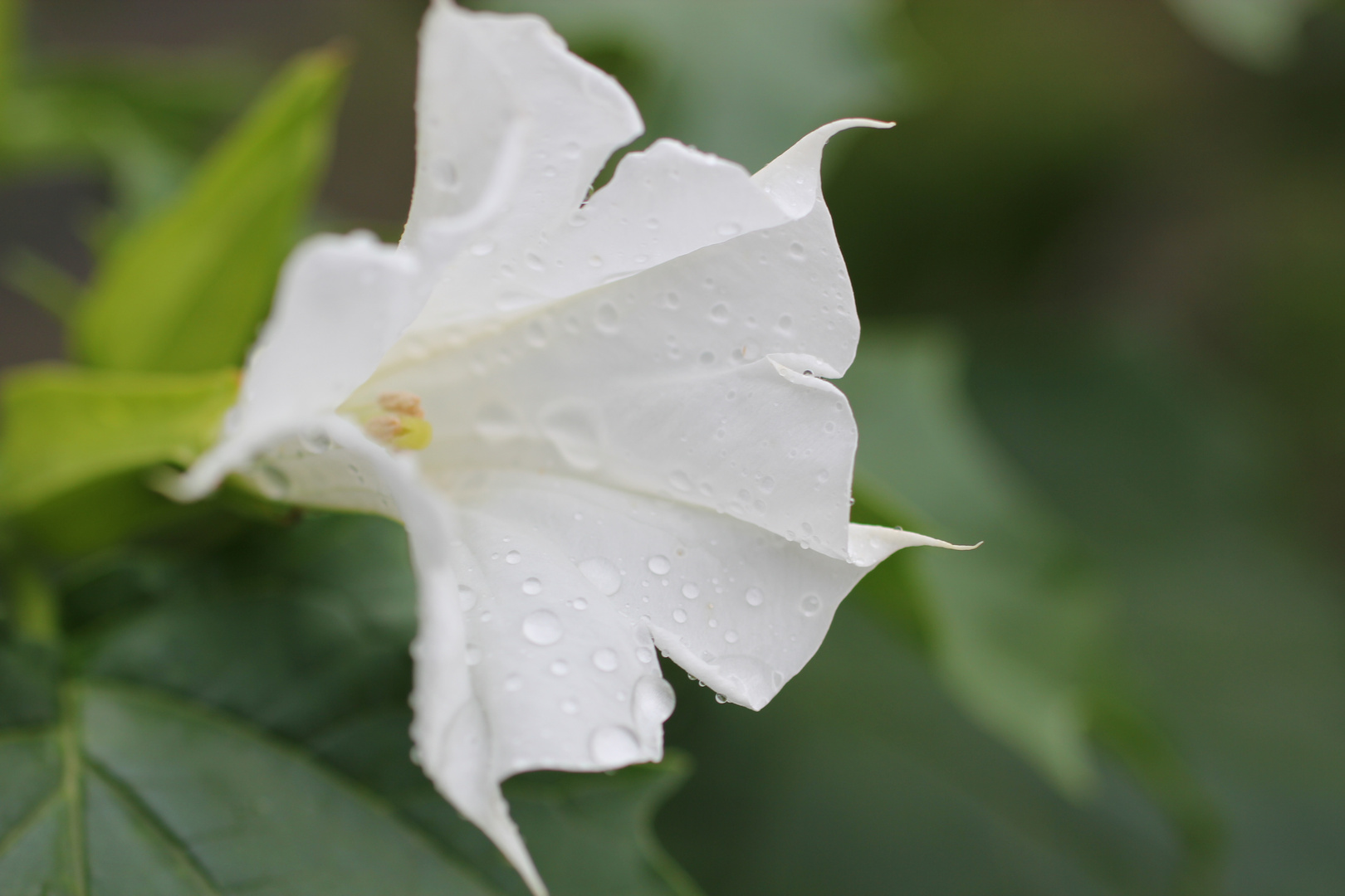 Trompetenbaum Blüte