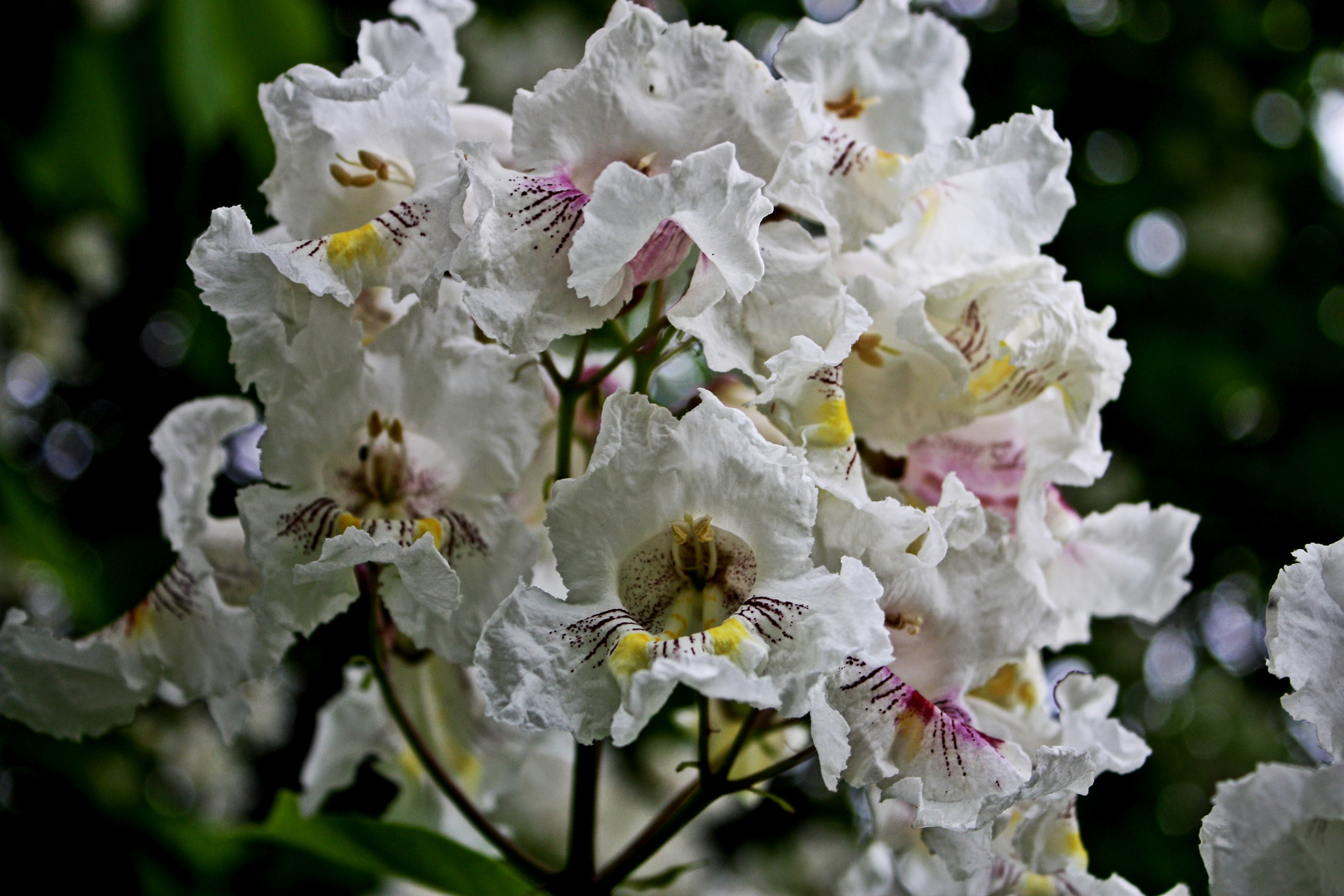 Trompetenbaum (Catalpa bignonioides)