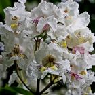 Trompetenbaum (Catalpa bignonioides)