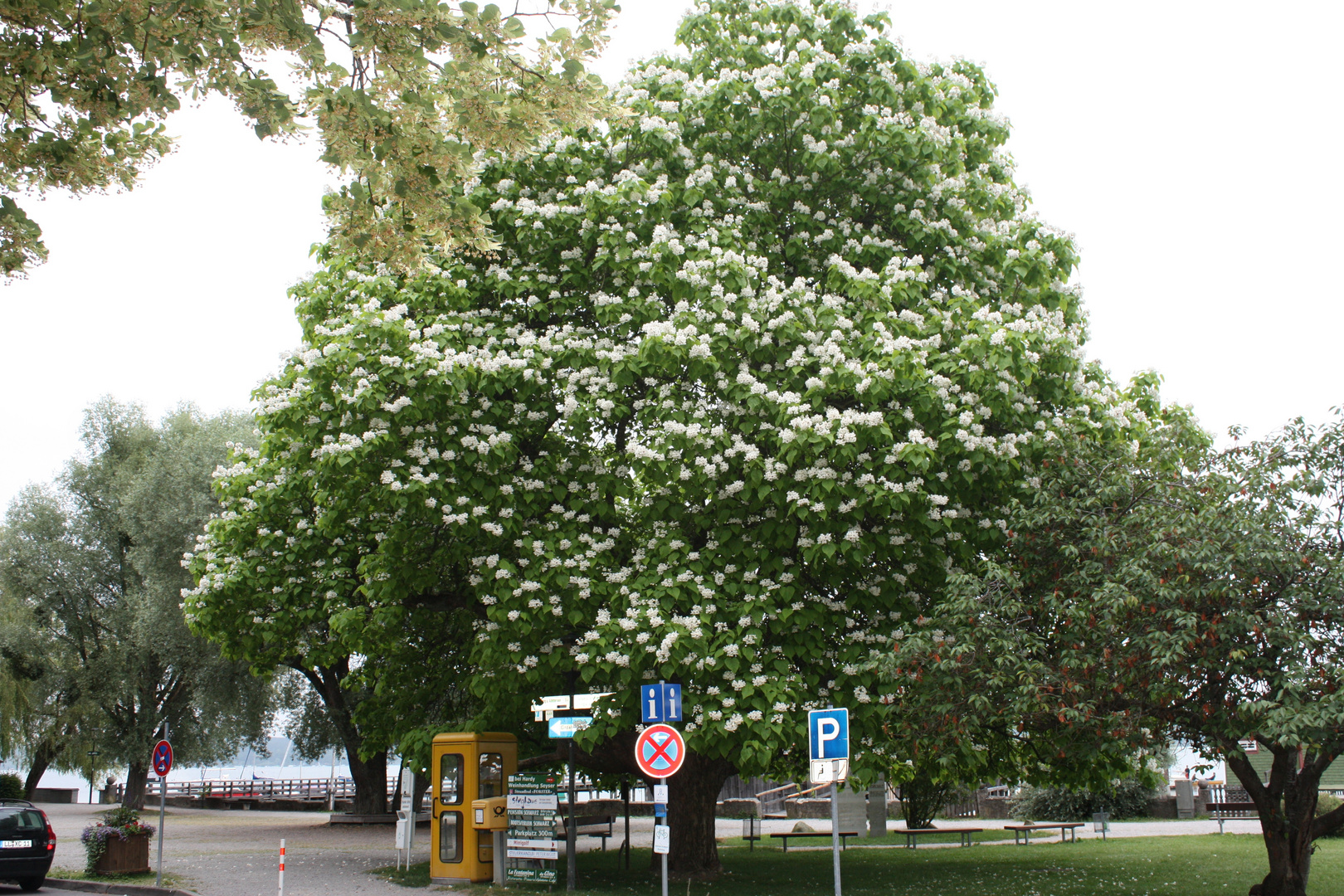 Trompetenbaum (Catalpa bignonioides) - Unterschondorf