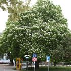 Trompetenbaum (Catalpa bignonioides) - Unterschondorf